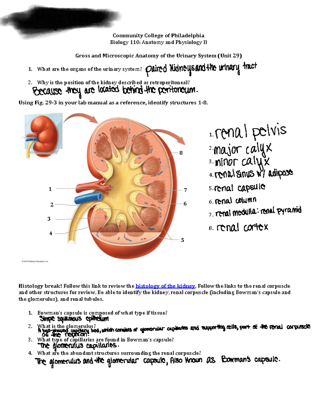 urinary system assignment pdf