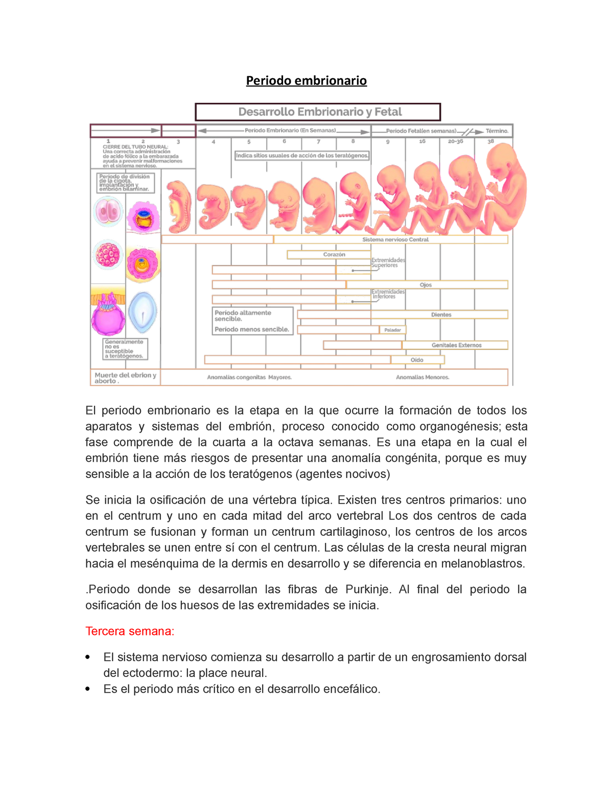 Periodo Embrionario Resumen Embriologia Humana Y Biologia Del Desarrollo Periodo Periodo 4559