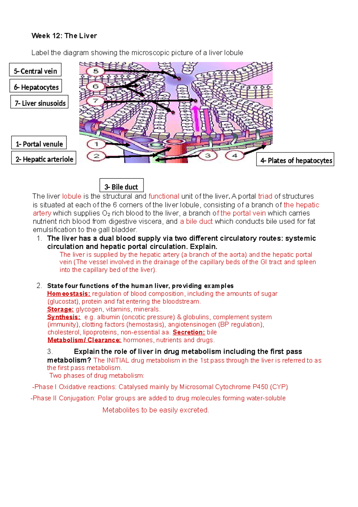 Answers Liver&Pharma - worksheet - 3- Bile duct The liver lobule is the ...