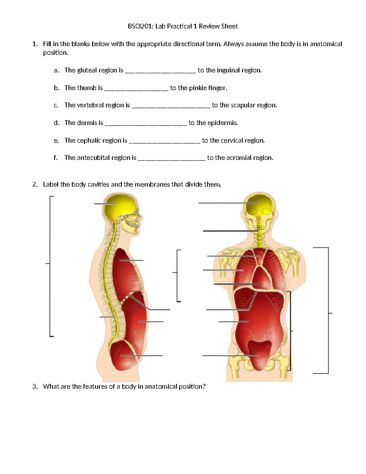 Practical 1 Review Sheet - 1. Fill In The Blanks Below With The ...