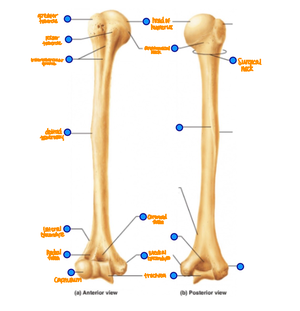 Bone Markings Terms - Terms Used To Describe Bone Markings Angle - A 