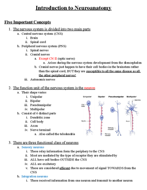 Introduction To Neuroanatomy Studocu