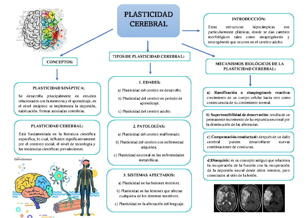 Organizador Plasticidad Cerebral Introducci N Estas Estructuras Hipoc Mpicas Son