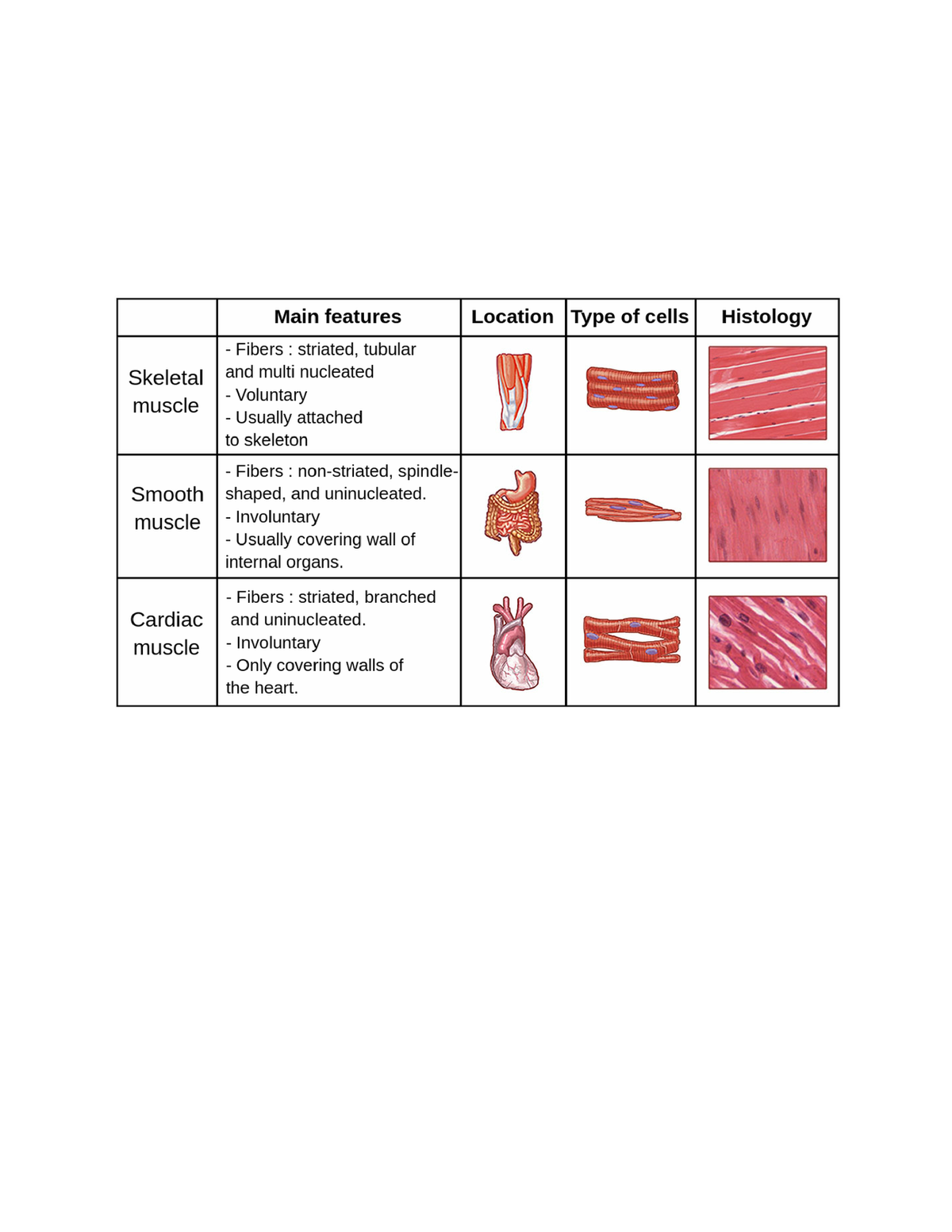 Musculoskeletal - Anatomy - Nursing 13 - Studocu