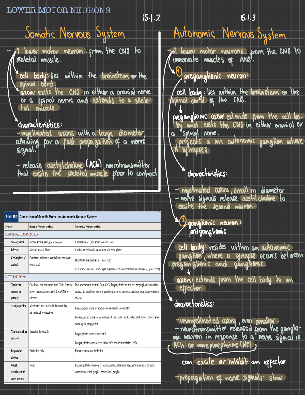 Chapter 15 - Autonomic Nervous System - LOWER MOTOR NEURONS ' 15.1 15 ...