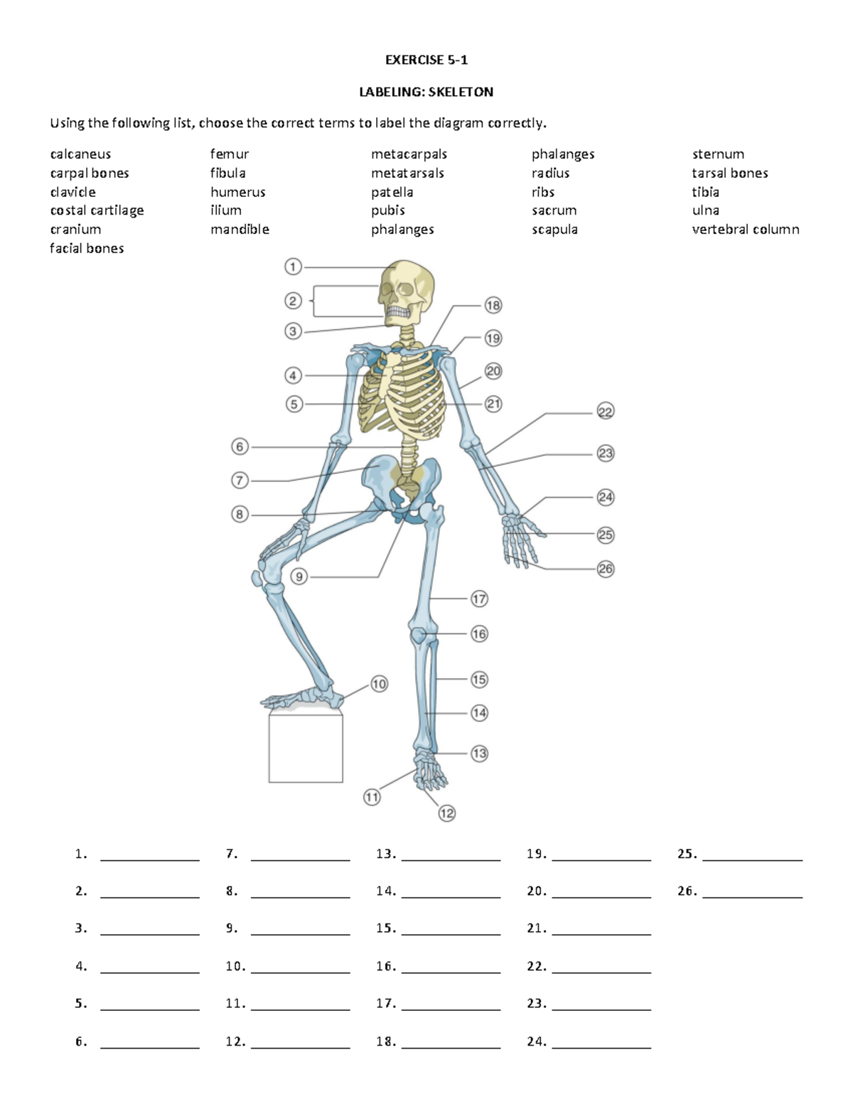 Chapter 5 Skeleton - LABELING: SKELETON Using the following list ...
