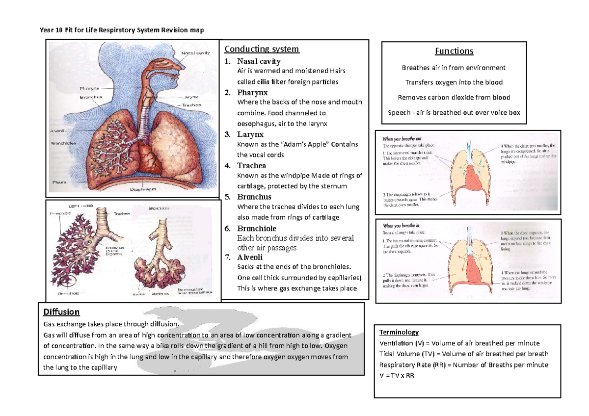 FFL Revision map Respiratory system - Year 10 Fit for Life Respiratory ...