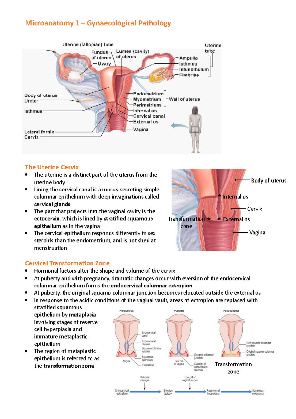 Gynaecological Pathology - HPV6 can result in genital condyloma ...