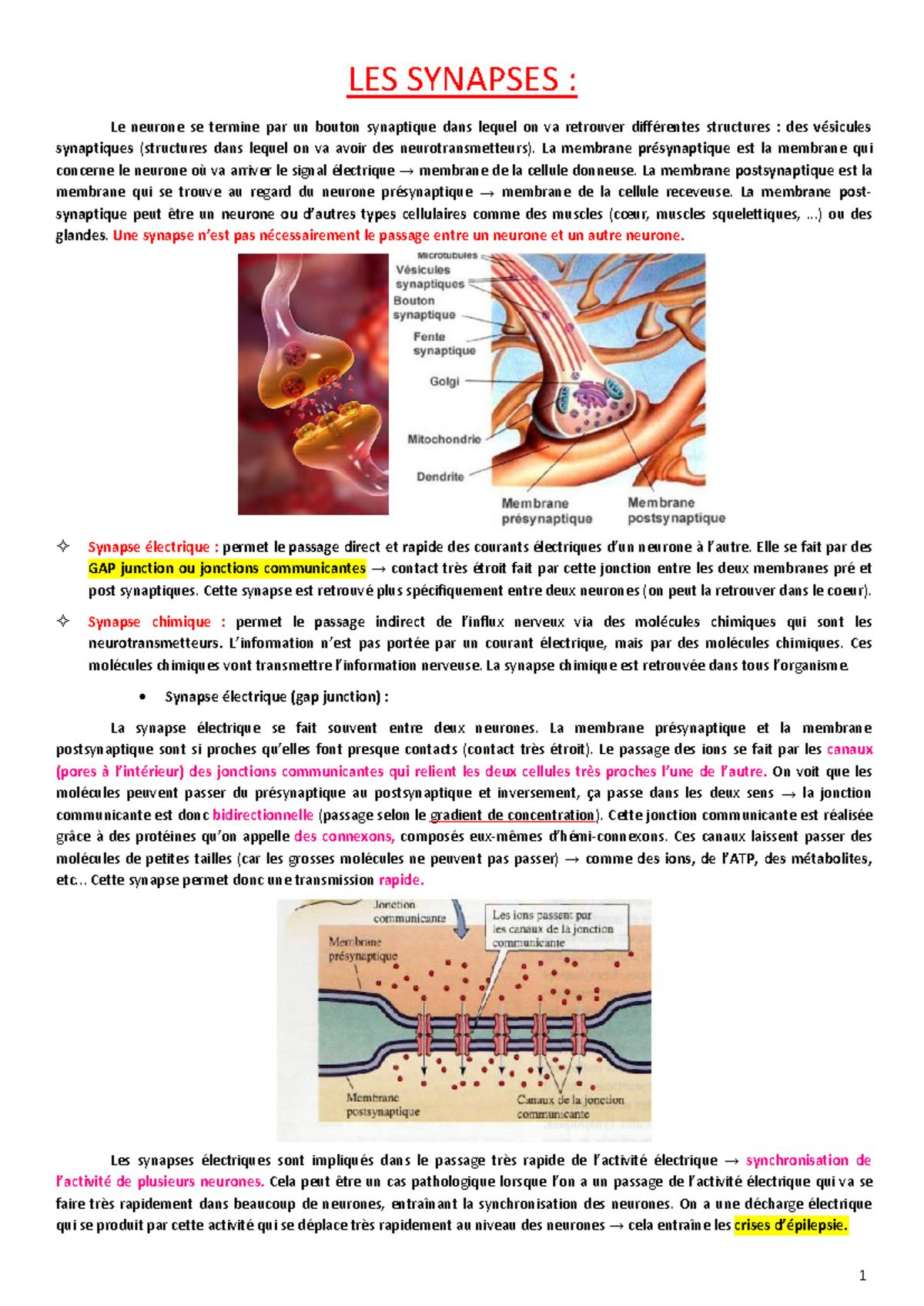 4 - Synapse - LES SYNAPSES : Le neurone se termine par un bouton ...