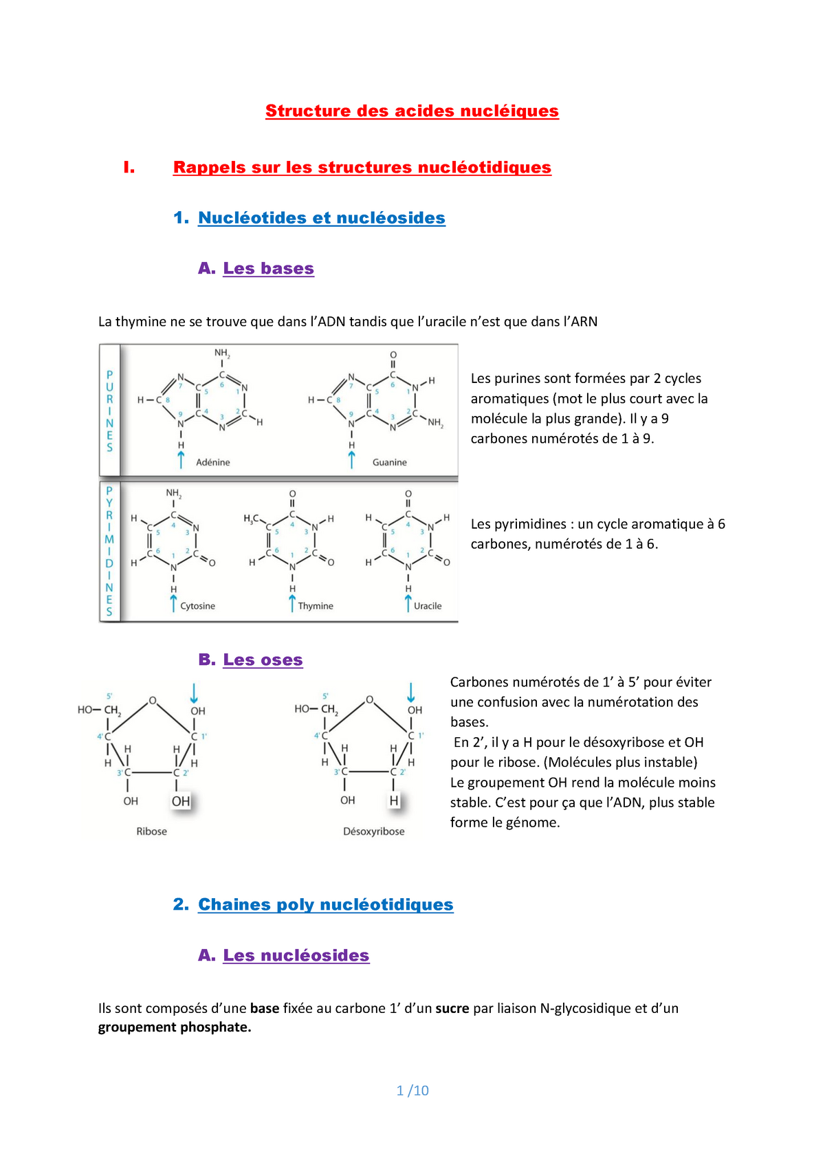 Physio - Structure Des Acides Nucléiques - Chapitre 1 BM P. Luchetta ...