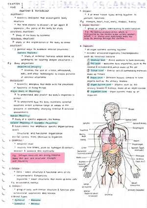 Anaphy Notes 1 - Human Anatomy And Physiology 1st Year Most Of The ...