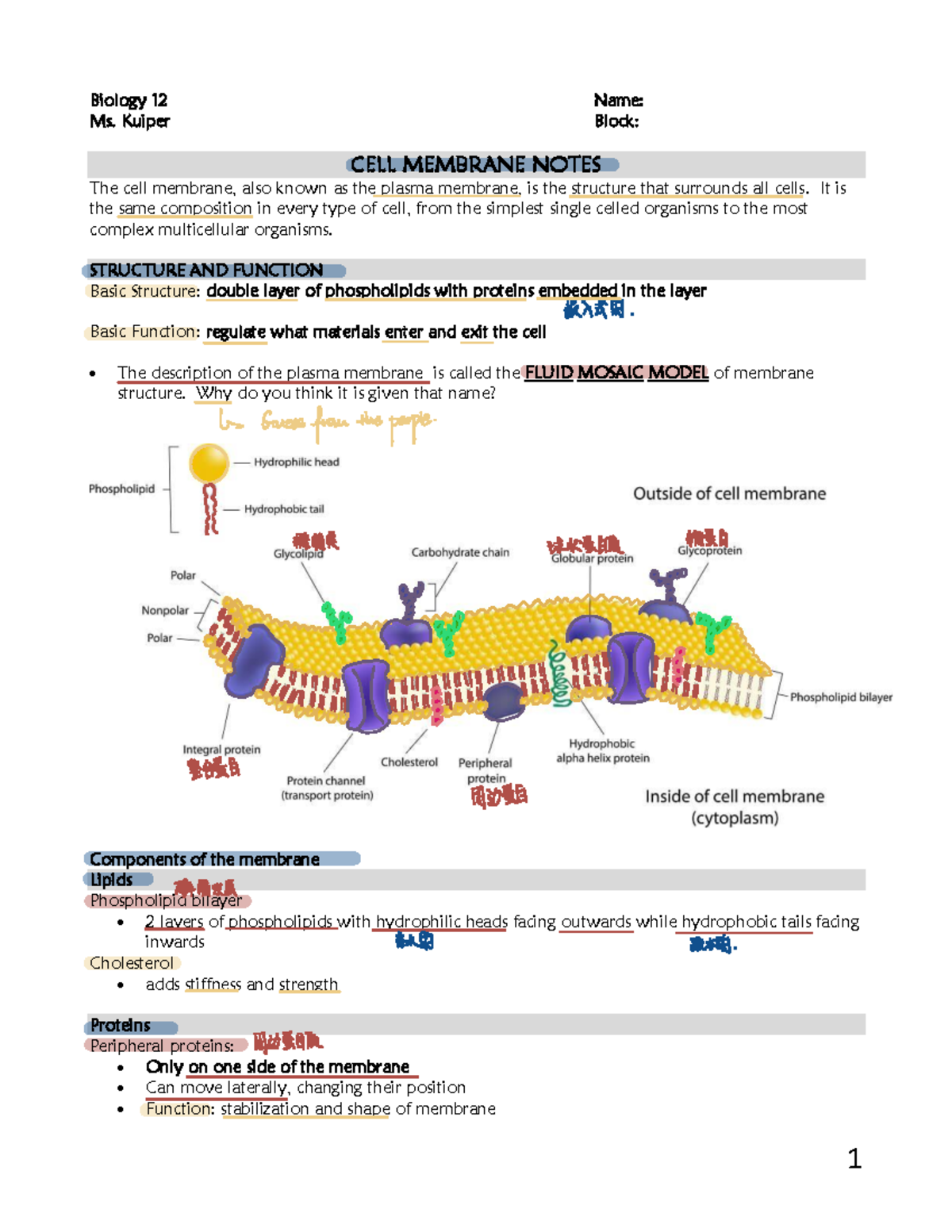 202010 05 Cell Membrane Notes 20-21 - Biology 1 2 Name: Ms. Kuiper ...