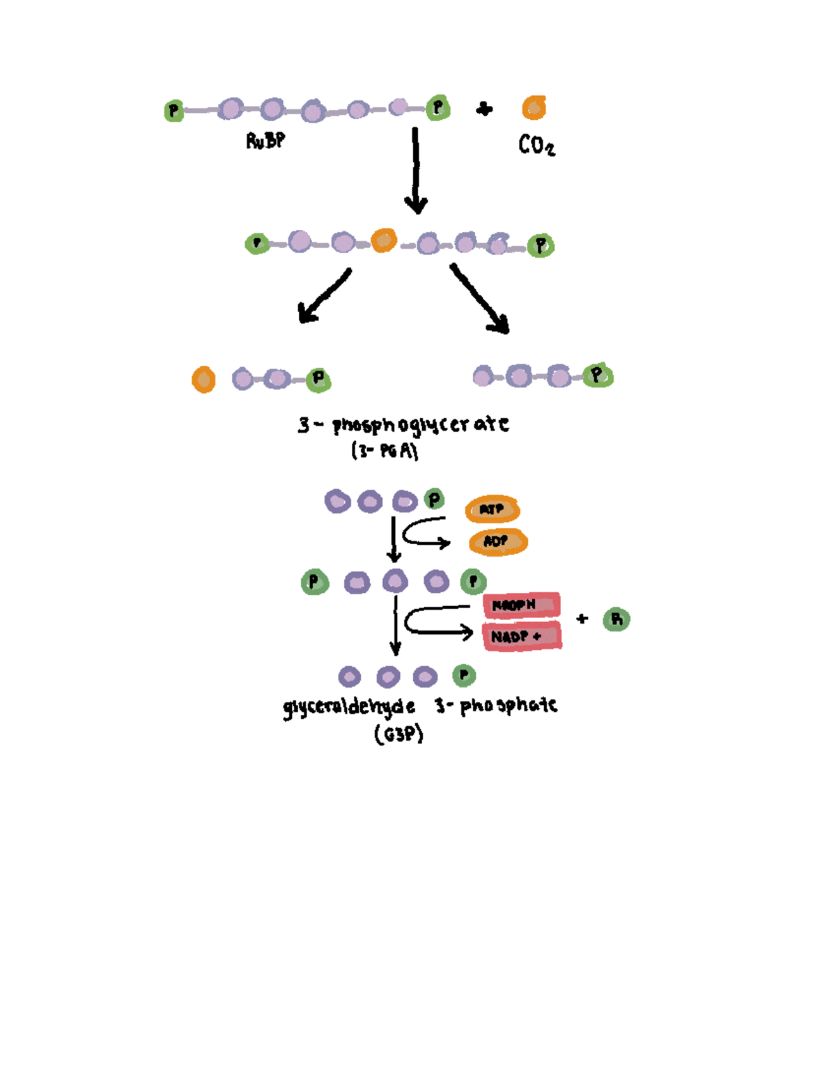 Aerobic Respiration Diagrams - P RuBP CO2 P 3 phosphoglycerate ATP ADT ...