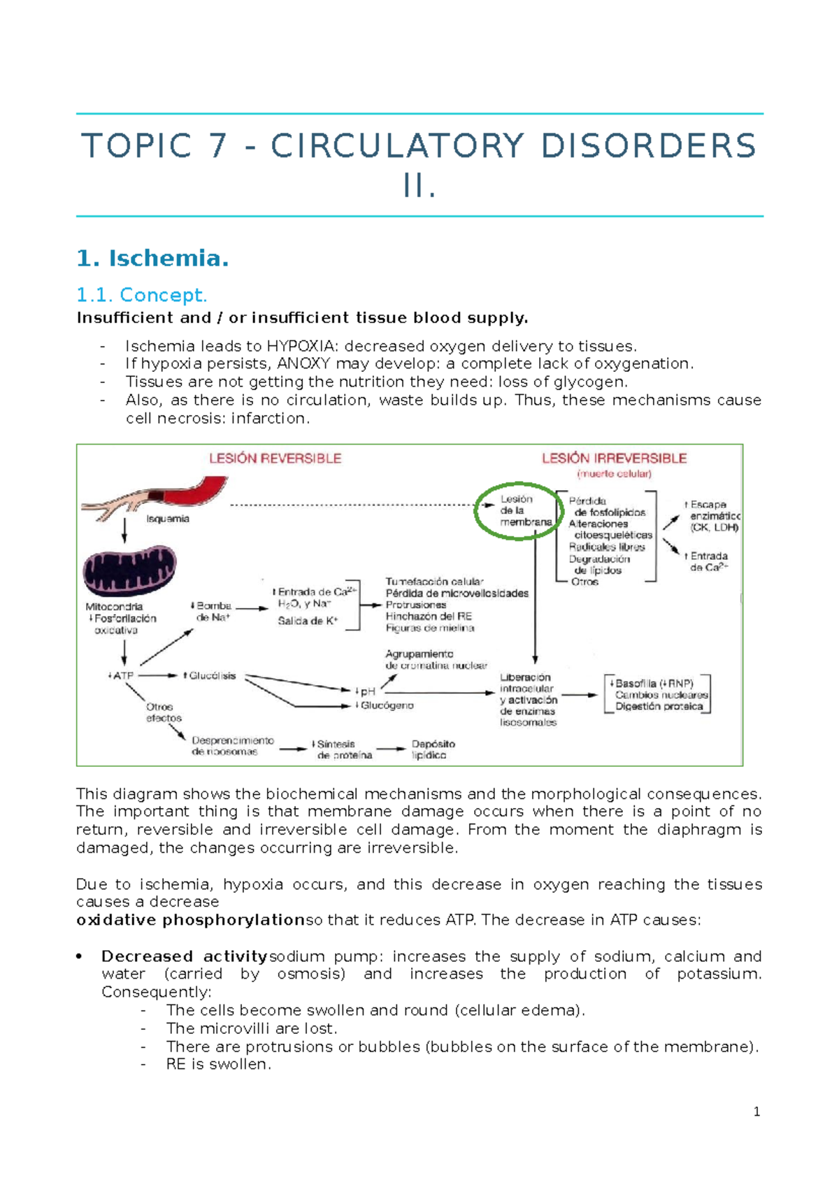 Unit 7 - Lecture notes unit 7 Clinical Anatomy with a lot of pictures ...