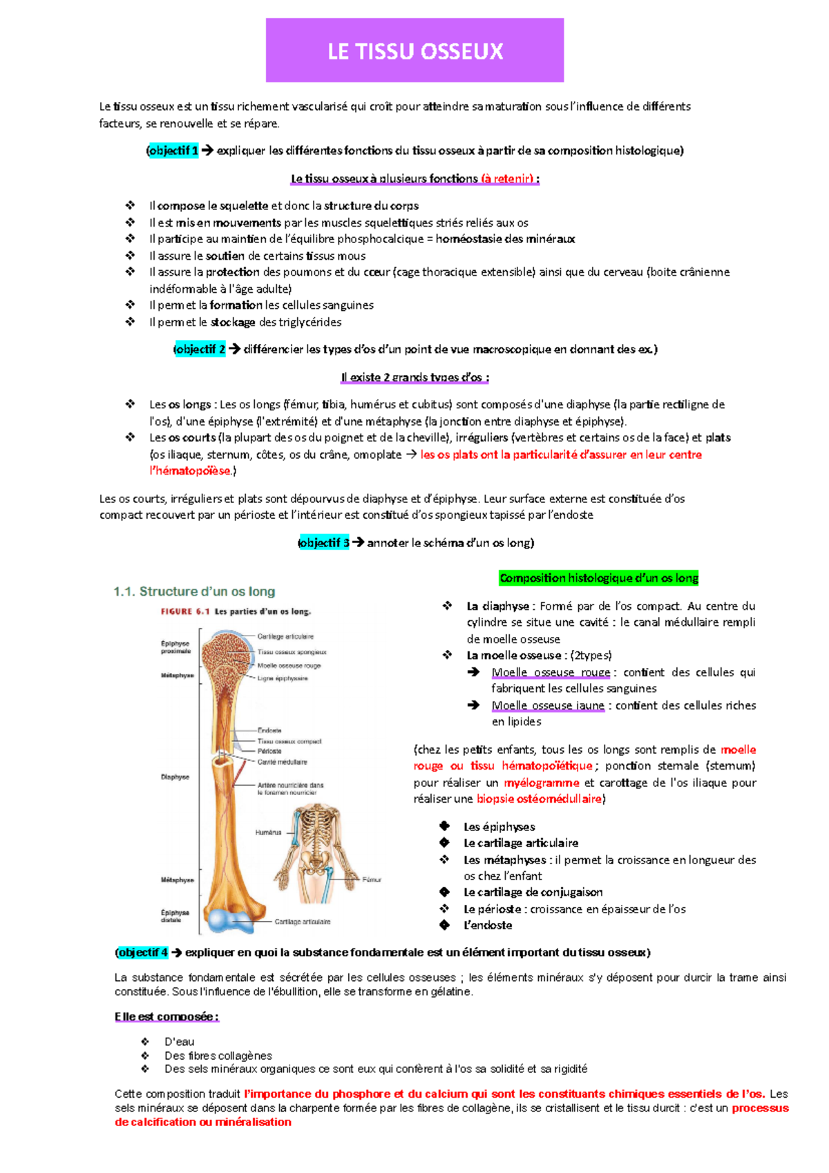 LE Tissu Osseux - Notes De Cours 2 - Le Tissu Osseux Est Un Tissu ...