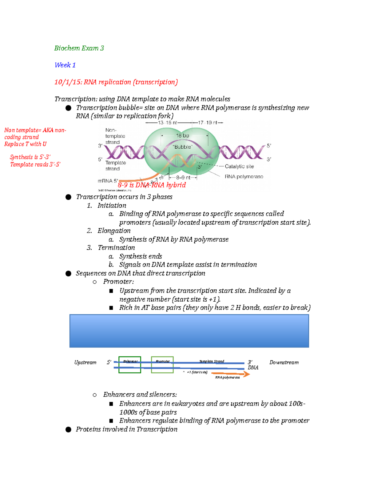 Exam 3 Study Guide - Biochem Exam 3 Week 1 RNA replication ...