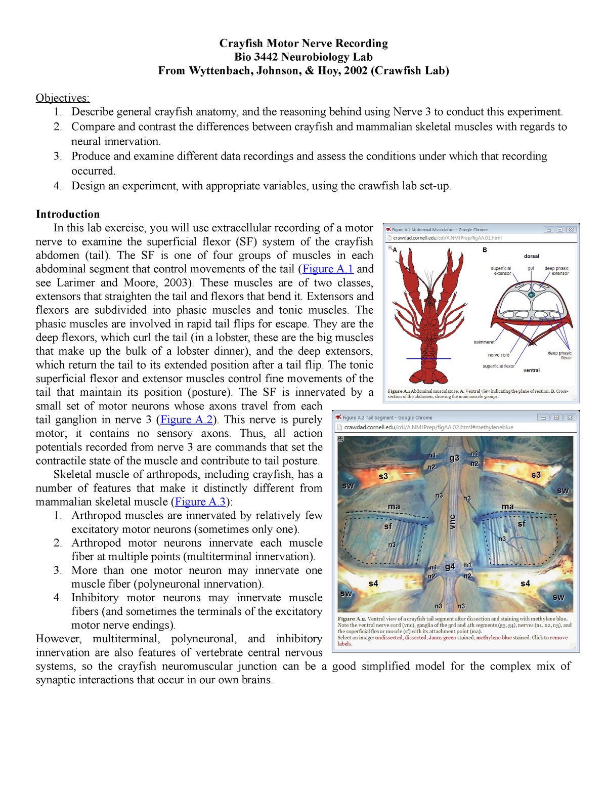 lab-3-crayfish-motor-nerve-recording-s2020-crayfish-motor-nerve-recording-bio-3442