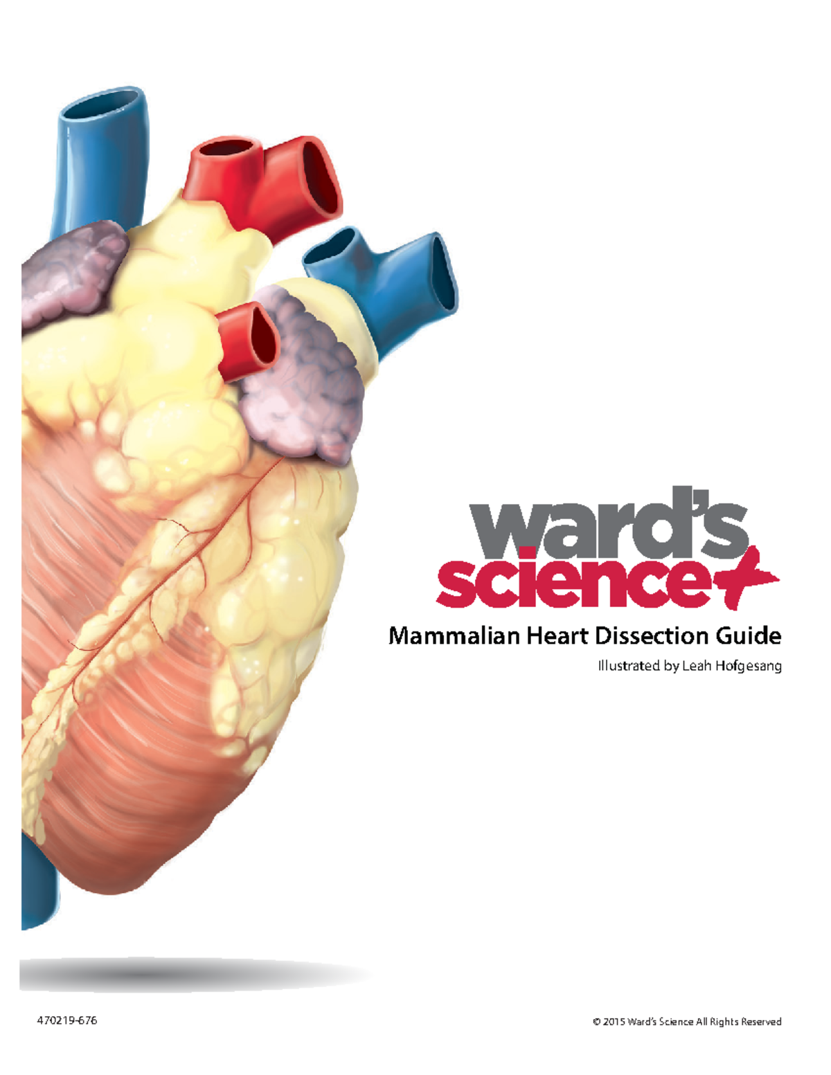 BKLT Heart Dissection module 3 Mammalian Heart Dissection Guide