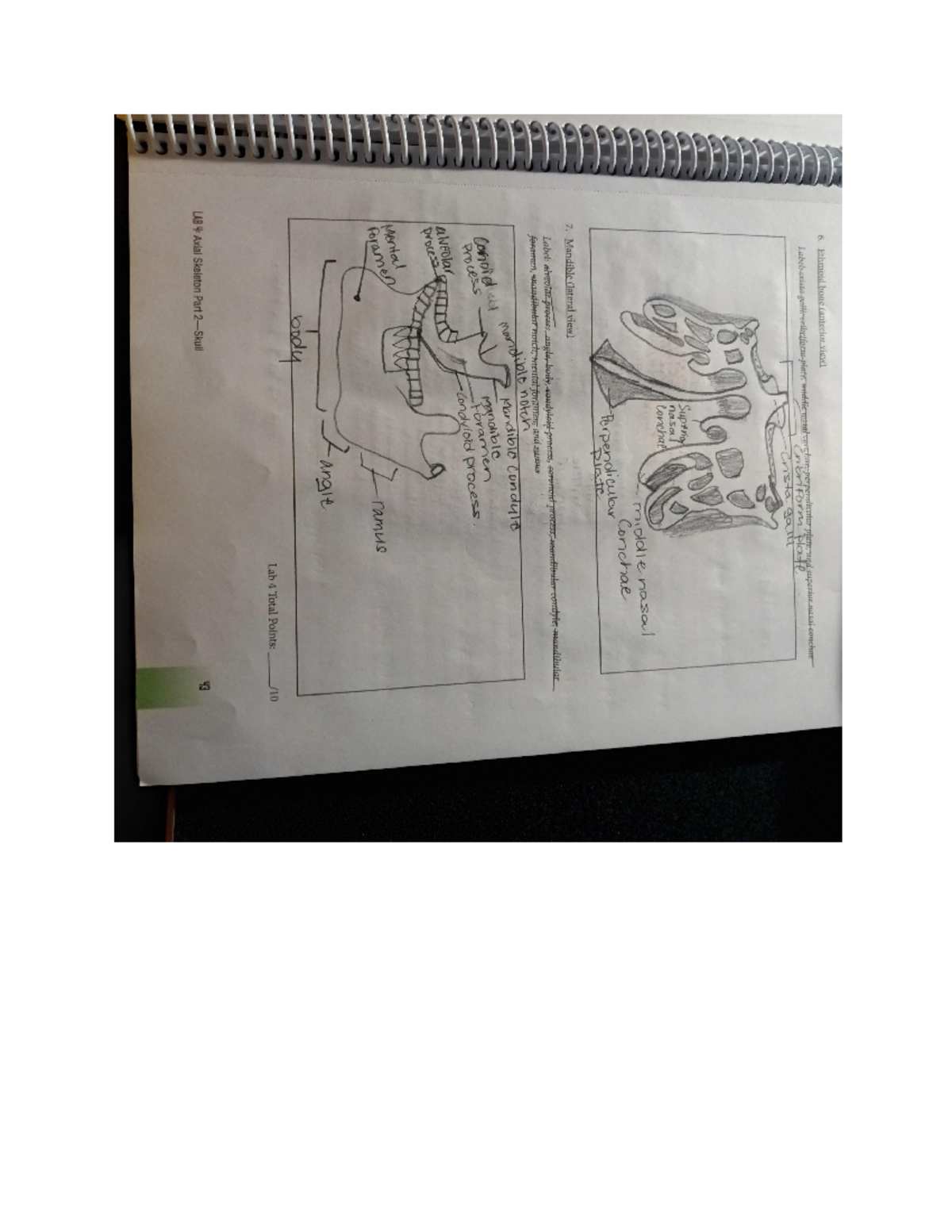 4 drawing & notes - BIO 201L - Studocu