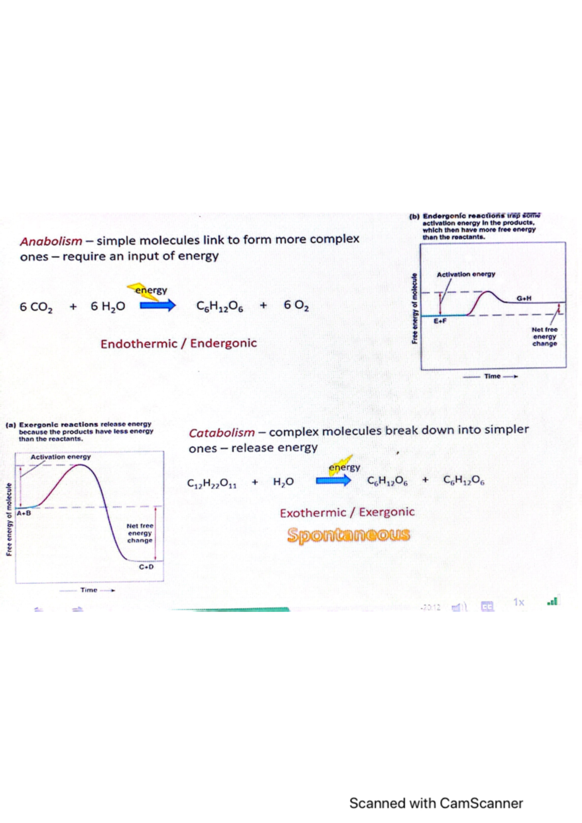 Bioenergetics lecture slides - BIOL 189 - Studocu