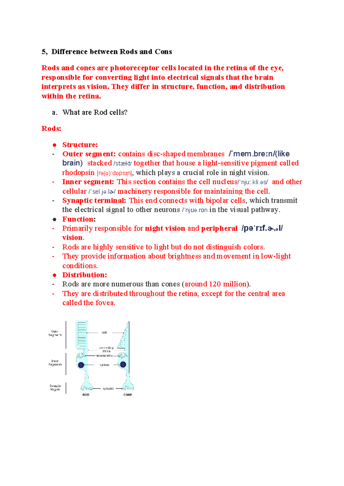 Nhập môn tâm lí học Vision 5, Difference between Rods and Cons Rods