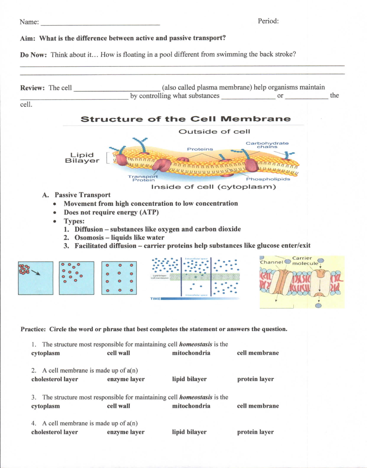 Cell Transport Guided Notes - BSC 2010 - Studocu