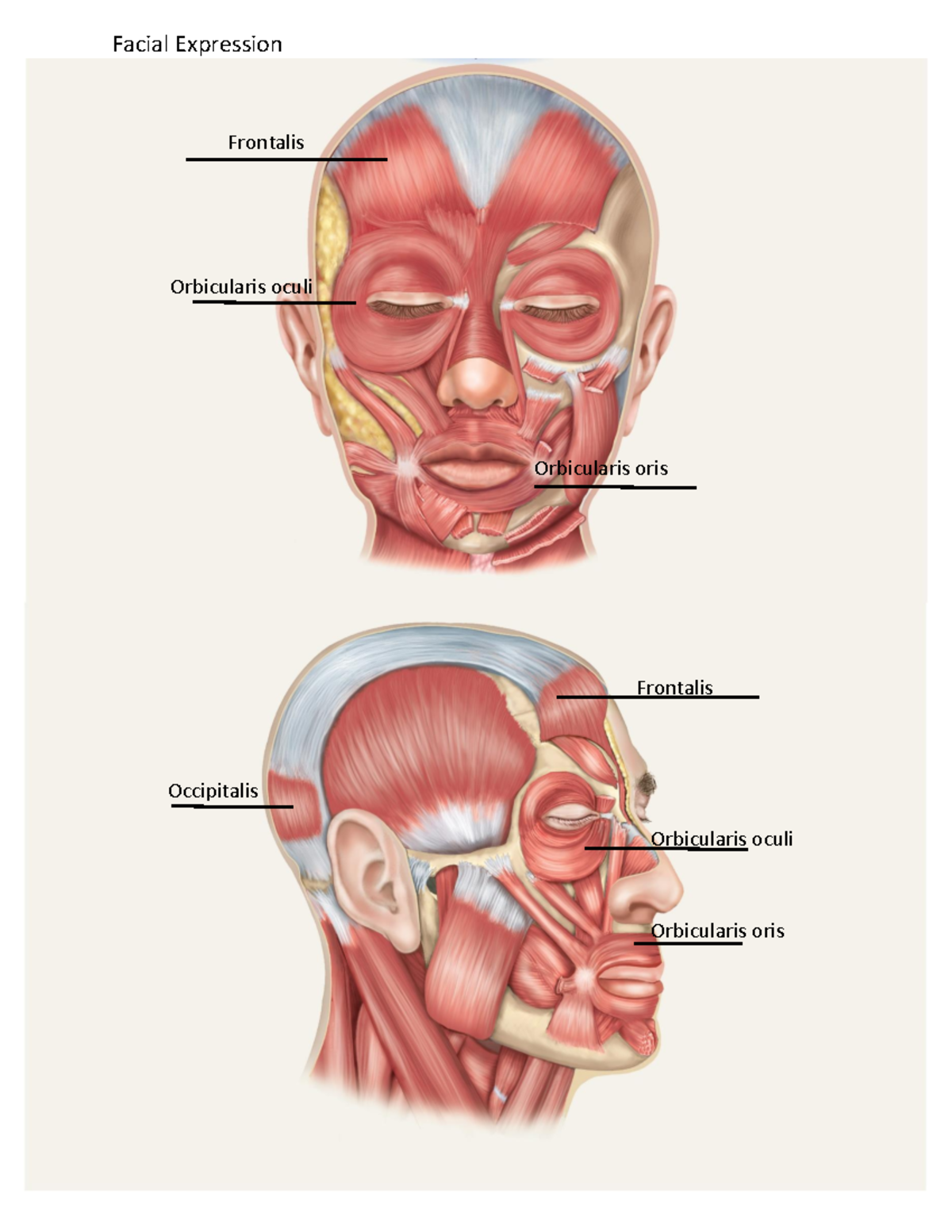 Muscle Figures Answer Key - Facial Expression Frontalis Orbicularis ...