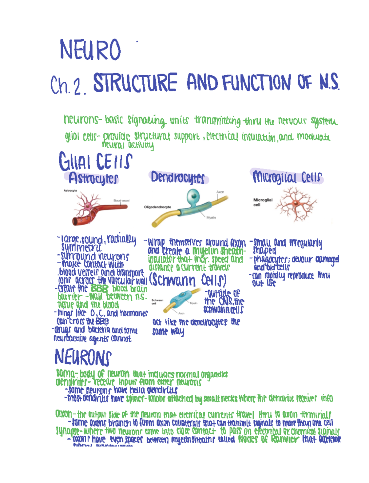 Neuro ch2 notes - NEURO Ch 2 STRUCTURE ANDFUNCTION OF NS neurons basic ...