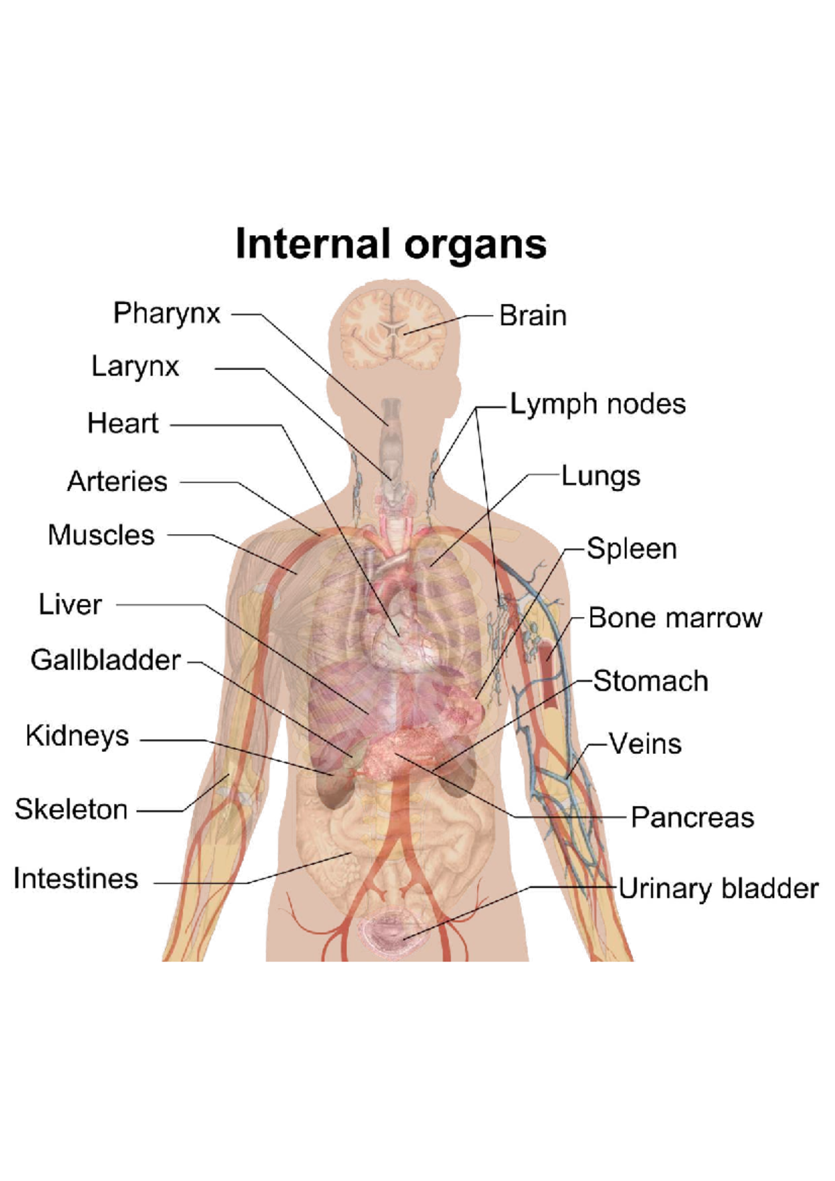 Internal organs - Studocu