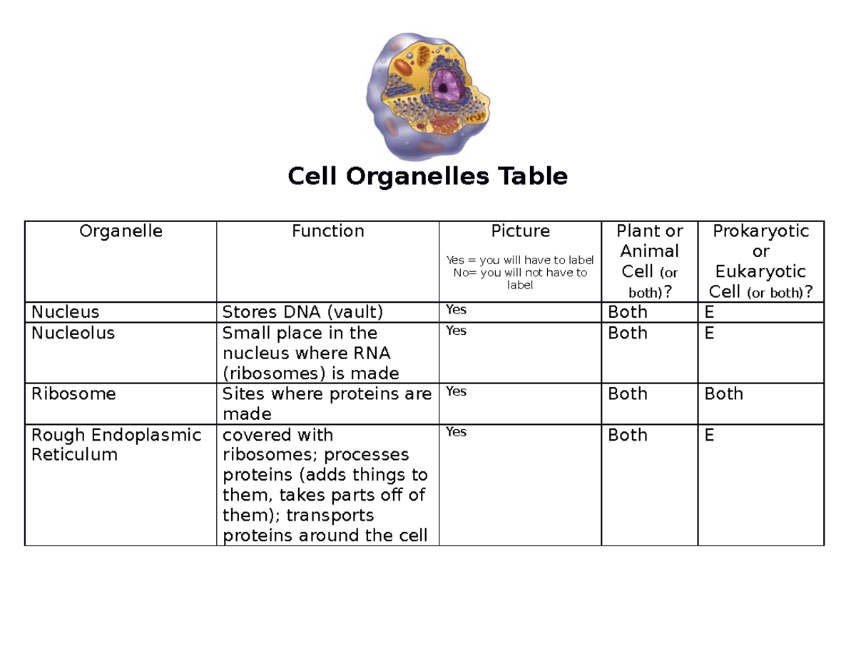 Cell Notes Table Filled (11) - Cell Organelles Table Organelle Function ...