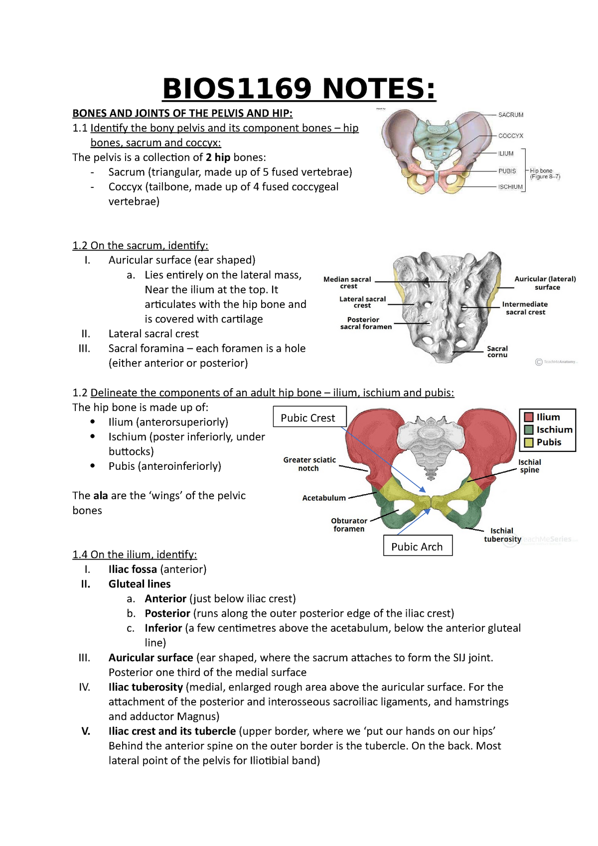 Hip bone - ilium, ischium and pubis