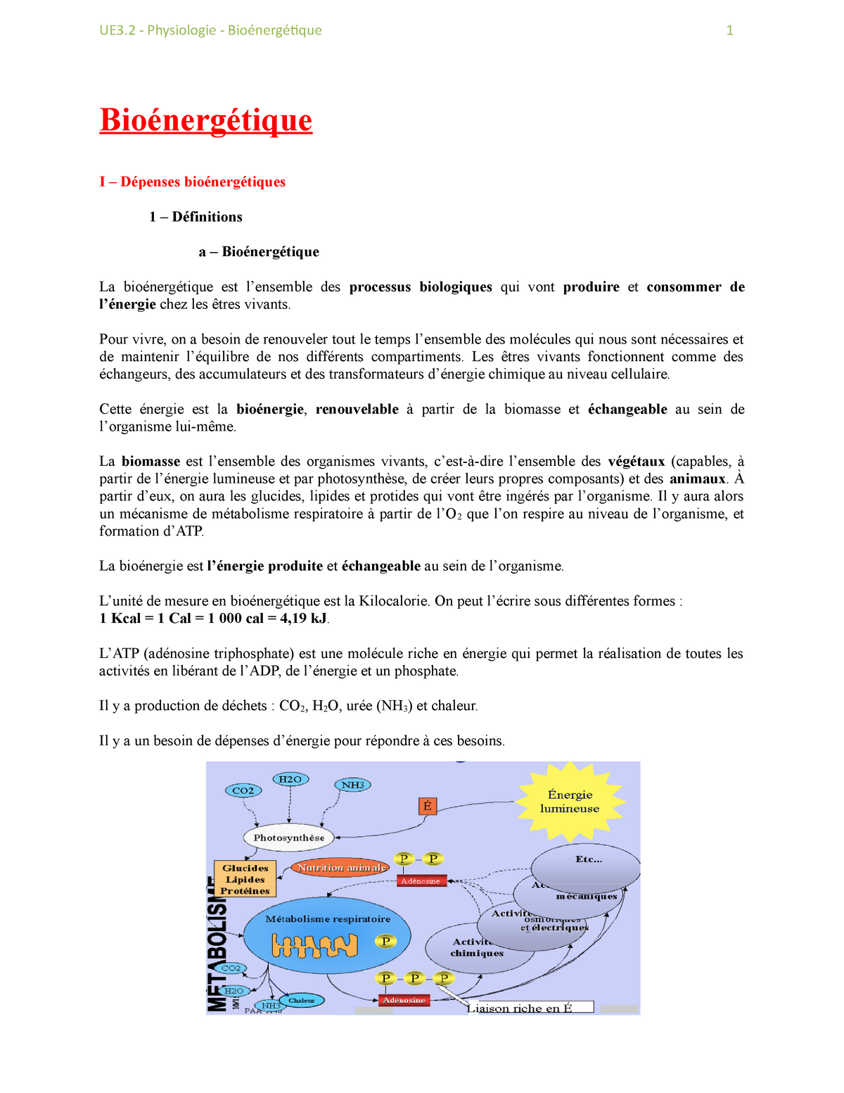 Physiologie Bioénergétique - Bioénergétique I – Dépenses Bioénergétiques 1  – Définitions A – - Studocu