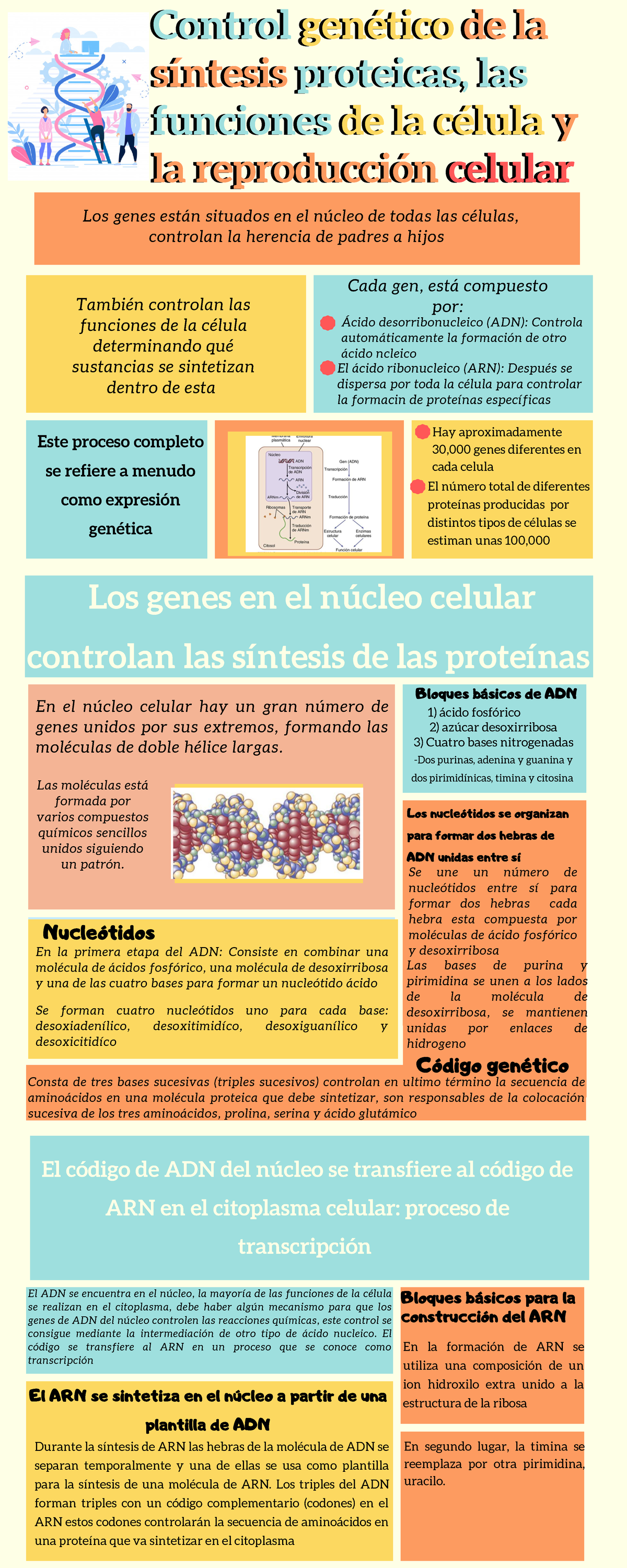 Capitulo 3 - Control Genético De La Síntesis Proteicas, Las Funciones ...