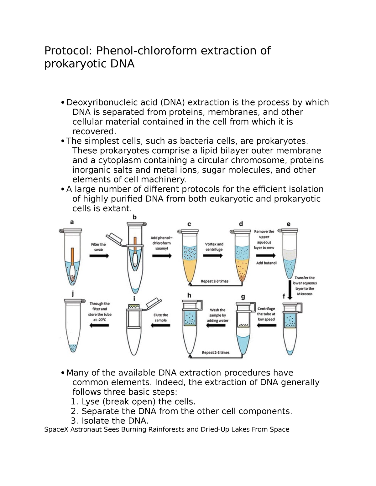 Protocol Phenol Chloroform Extraction Of Prokaryotic Dna Protocol