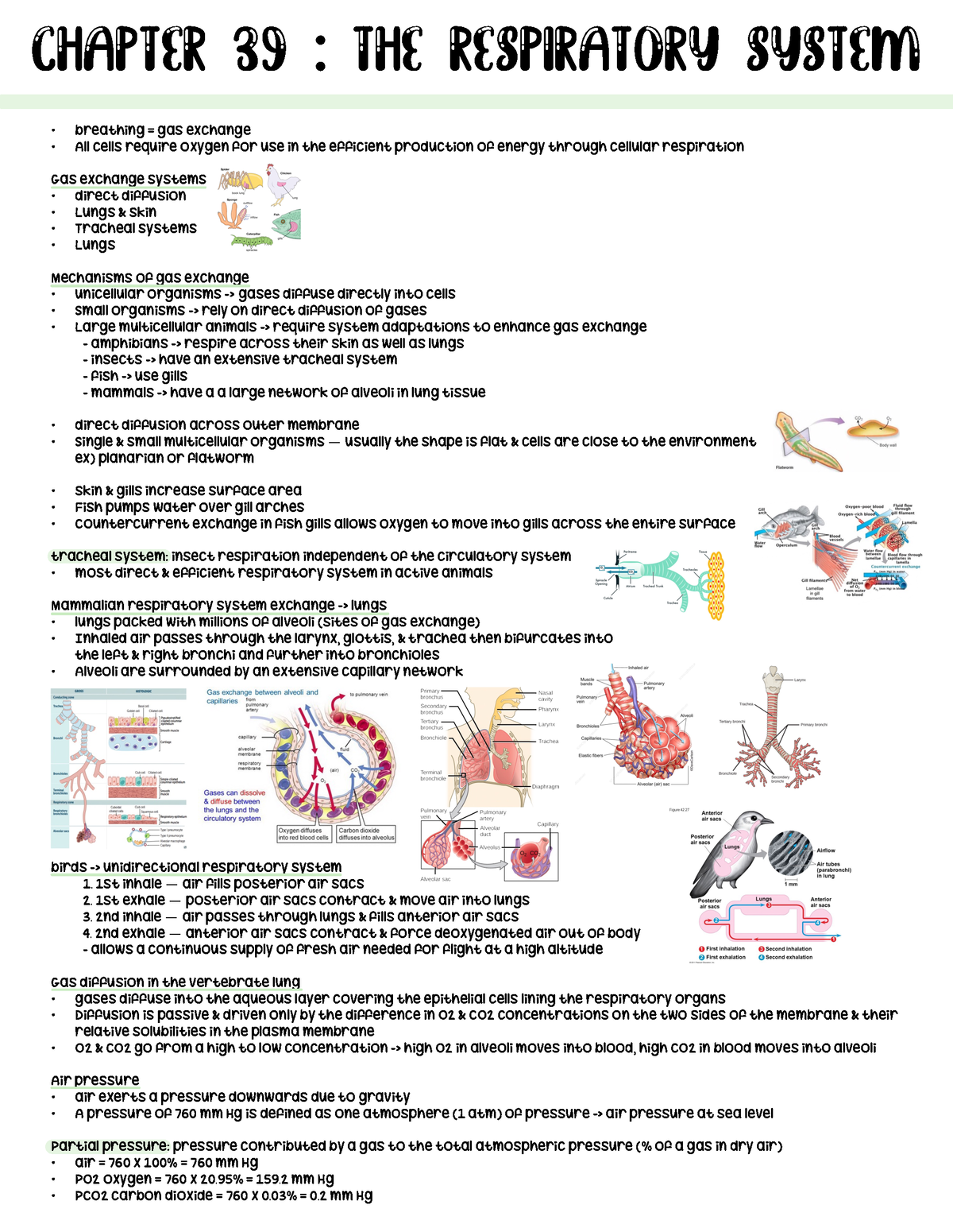 Respiratory System - Dr. Goven’s Class - Chapter 39 : The Respiratory ...