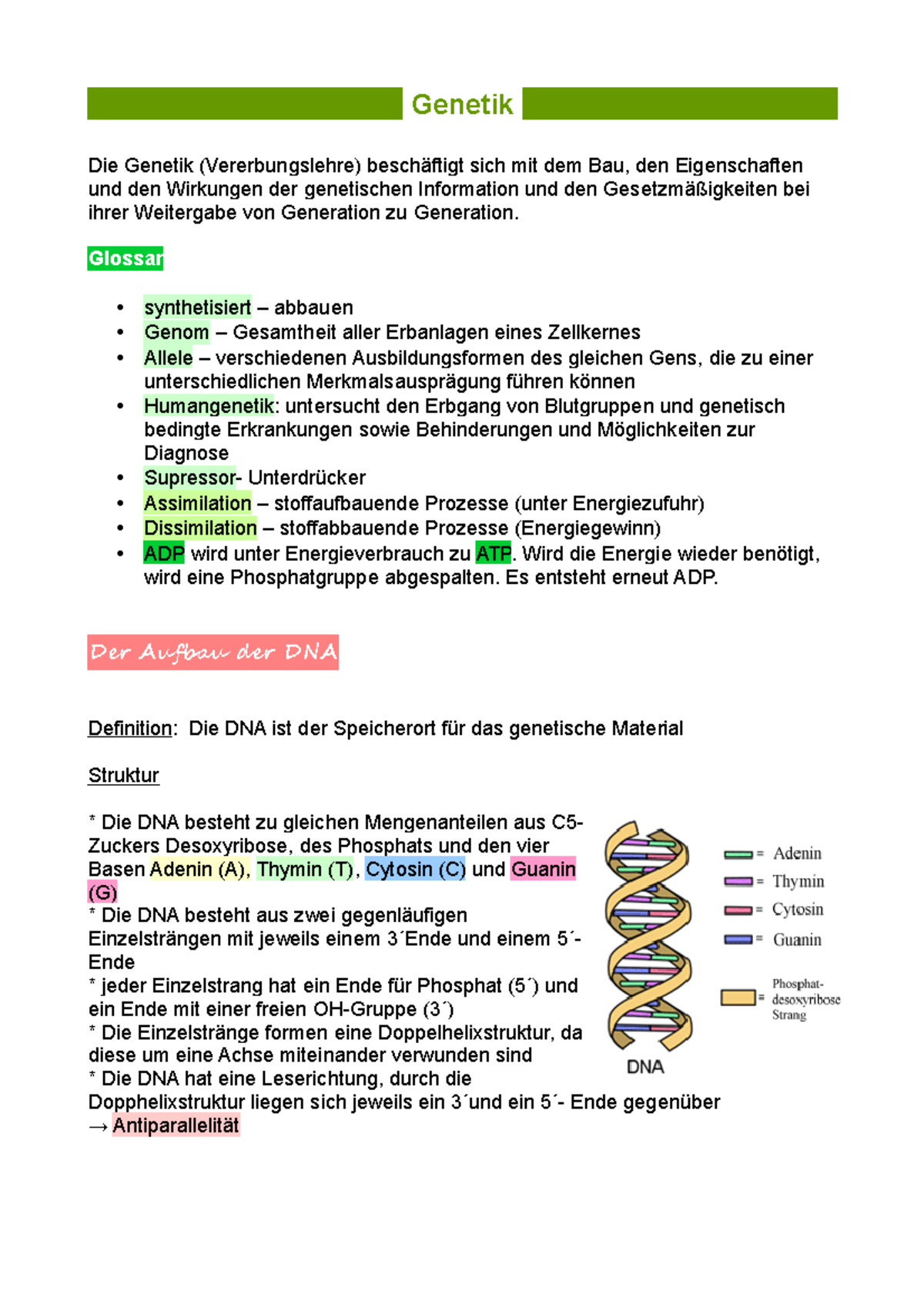 Biologie Genetik Aufgaben Mit Lösungen Pdf Genetik - Glossar synthetisiert – abbauen Genom – Gesamtheit aller