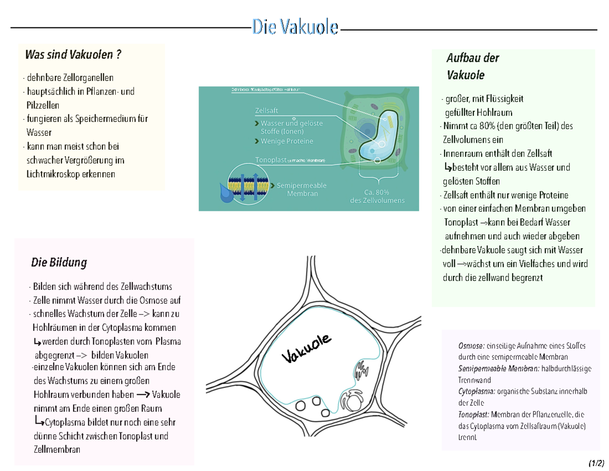 Was Macht Die Vakuole Präsentation - Die Vakuole Was sind Vakuolen? dehnbare Zellorganellen