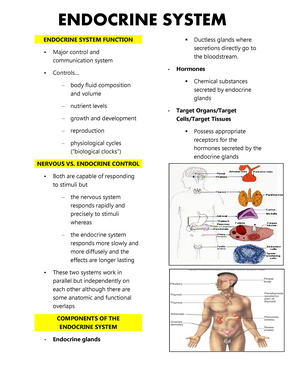 endocrine system function