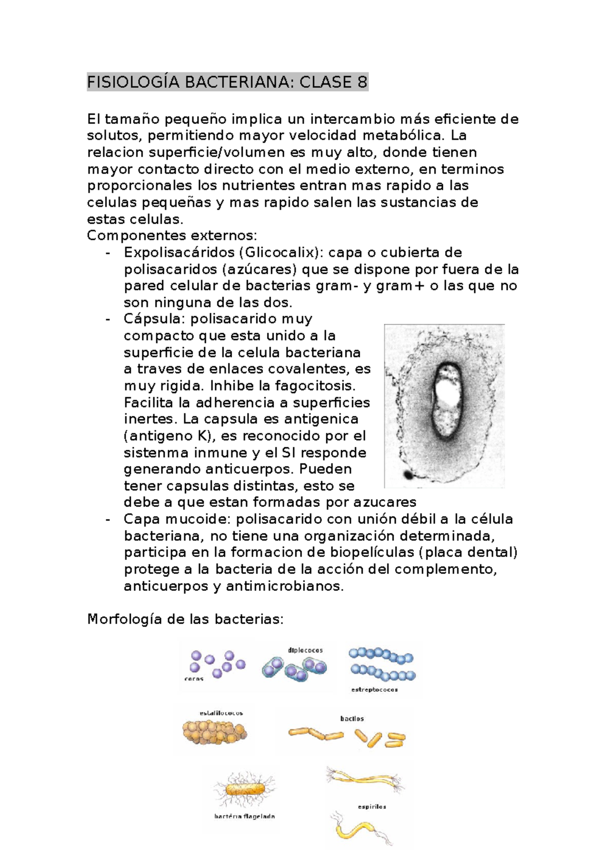 Ado Clase 8 Fisio Bacteriana - FISIOLOGÍA BACTERIANA: CLASE 8 El Tamaño ...