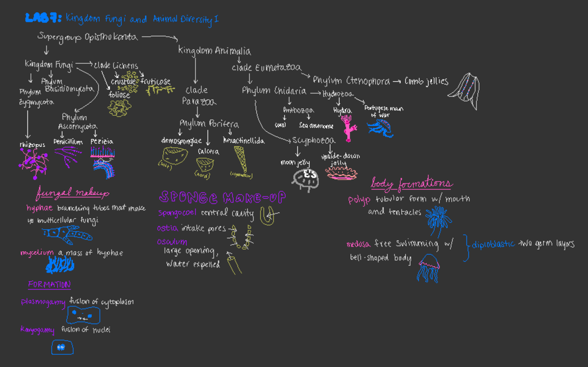 Final Review Sheet - Lab 7 - LAB 7 :Kingdom Fungiand Animal Diversity I ...