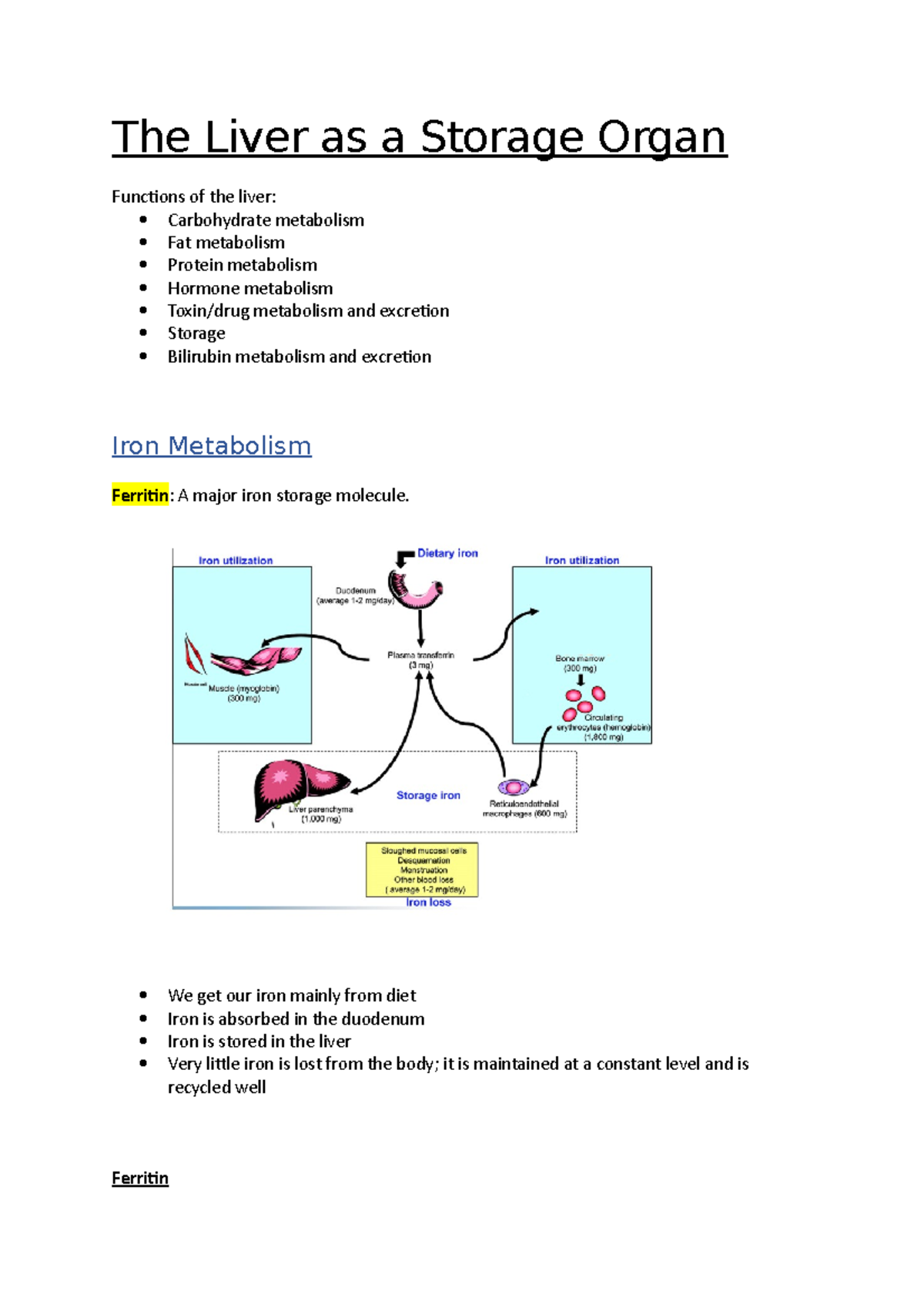 The Liver as a Storage Organ The Liver as a Storage Organ Functions