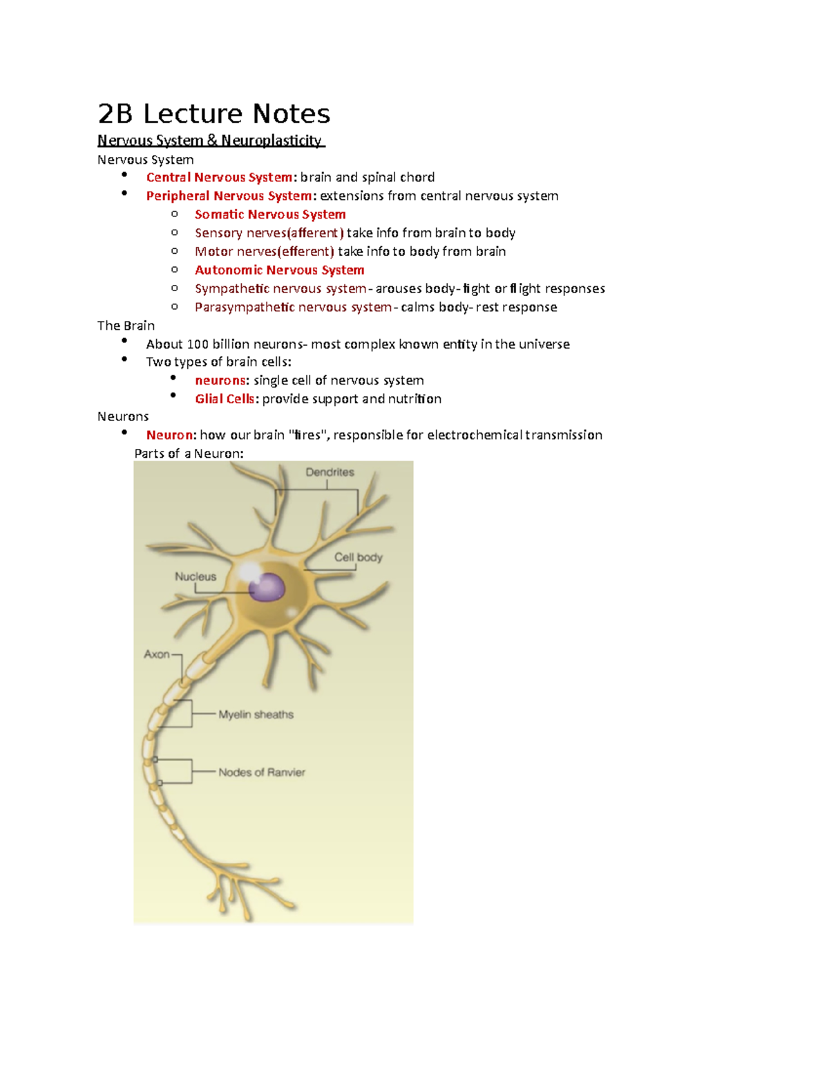 Psych Lecture Notes Chapter 2 - 2B Lecture Notes Nervous System ...