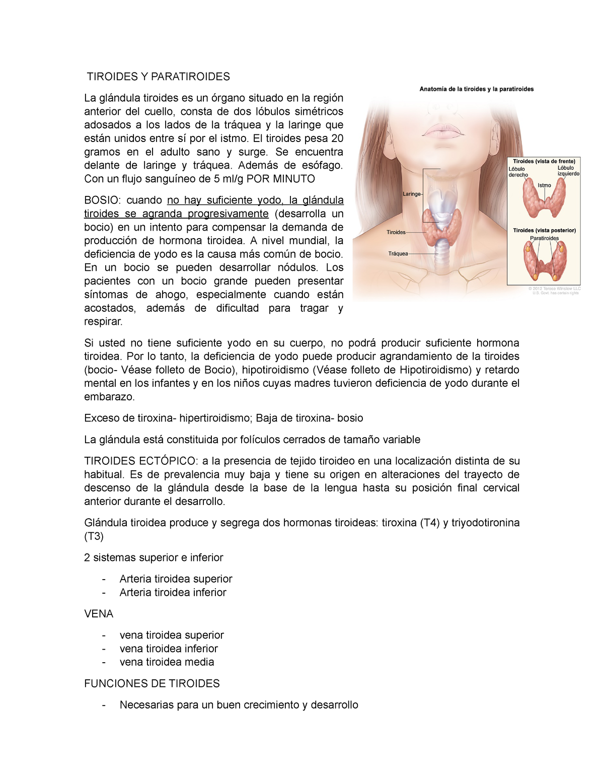 Tiroides Y Paratiroides - TIROIDES Y PARATIROIDES La Glándula Tiroides ...