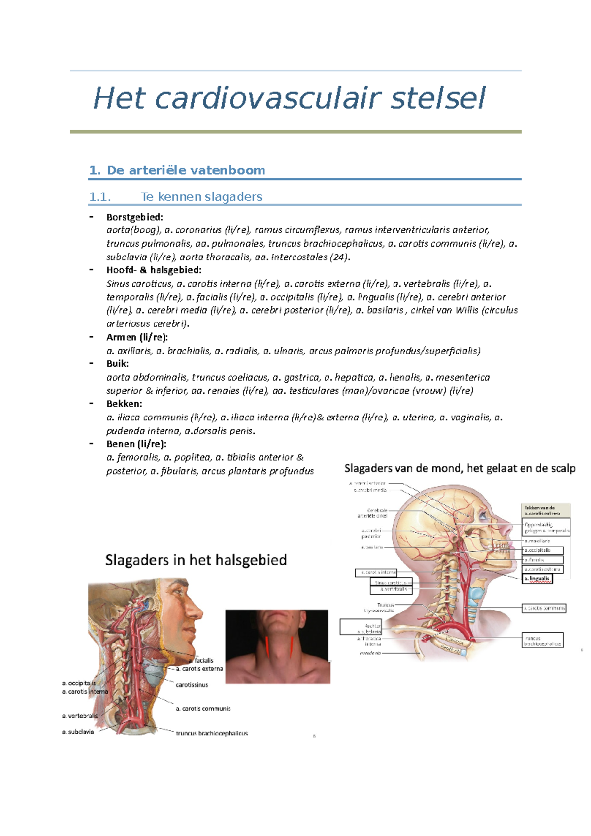 Het Cardiovasculair Stelsel - De Arteriële Vatenboom 1. Te Kennen ...