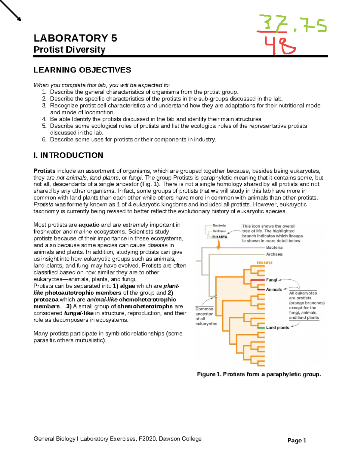 Protist Diversity And Characteristics - Studocu