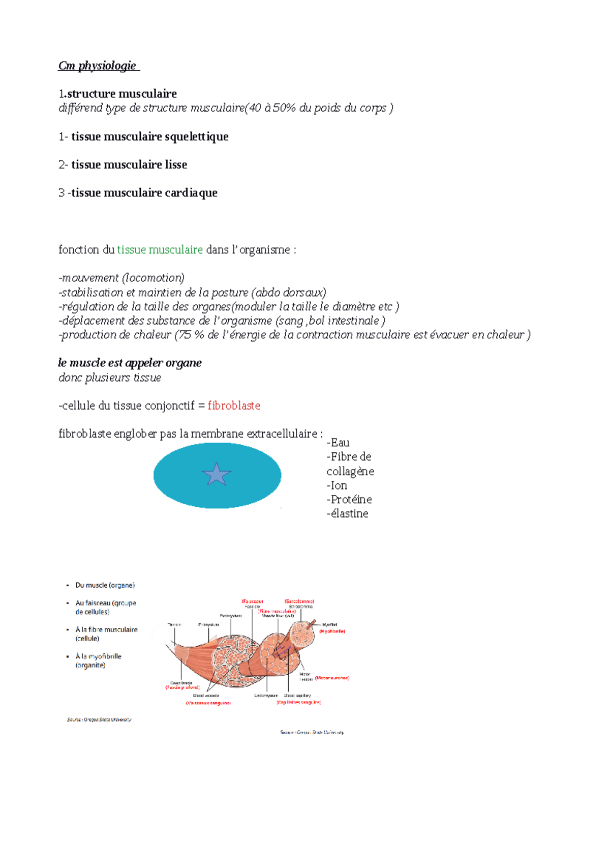 Physiologie 21 Sep - Staps L1 - Cm Physiologie 1 .structure Musculaire ...