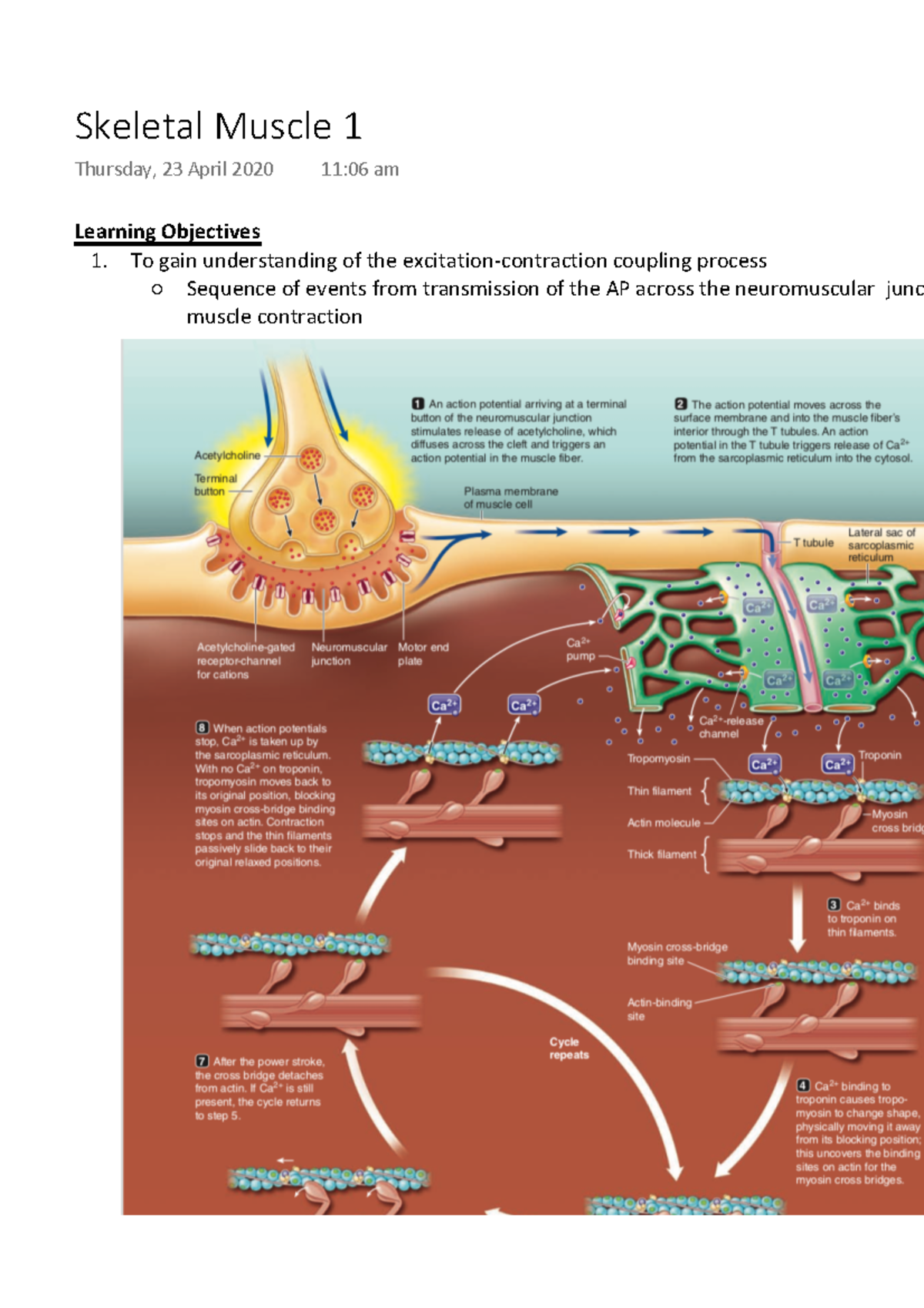 Skeletal Muscle 1 Learning Objectives To Gain Understanding Of The 