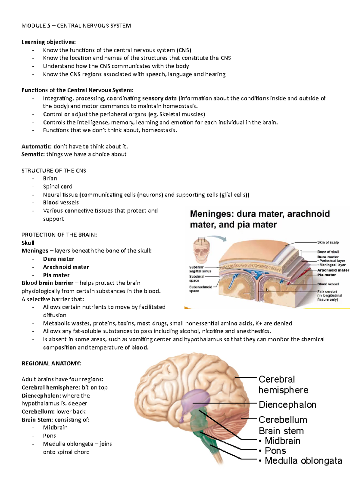 Module 5 central nervous system - Diencephalon Cerebral hemisphere ...