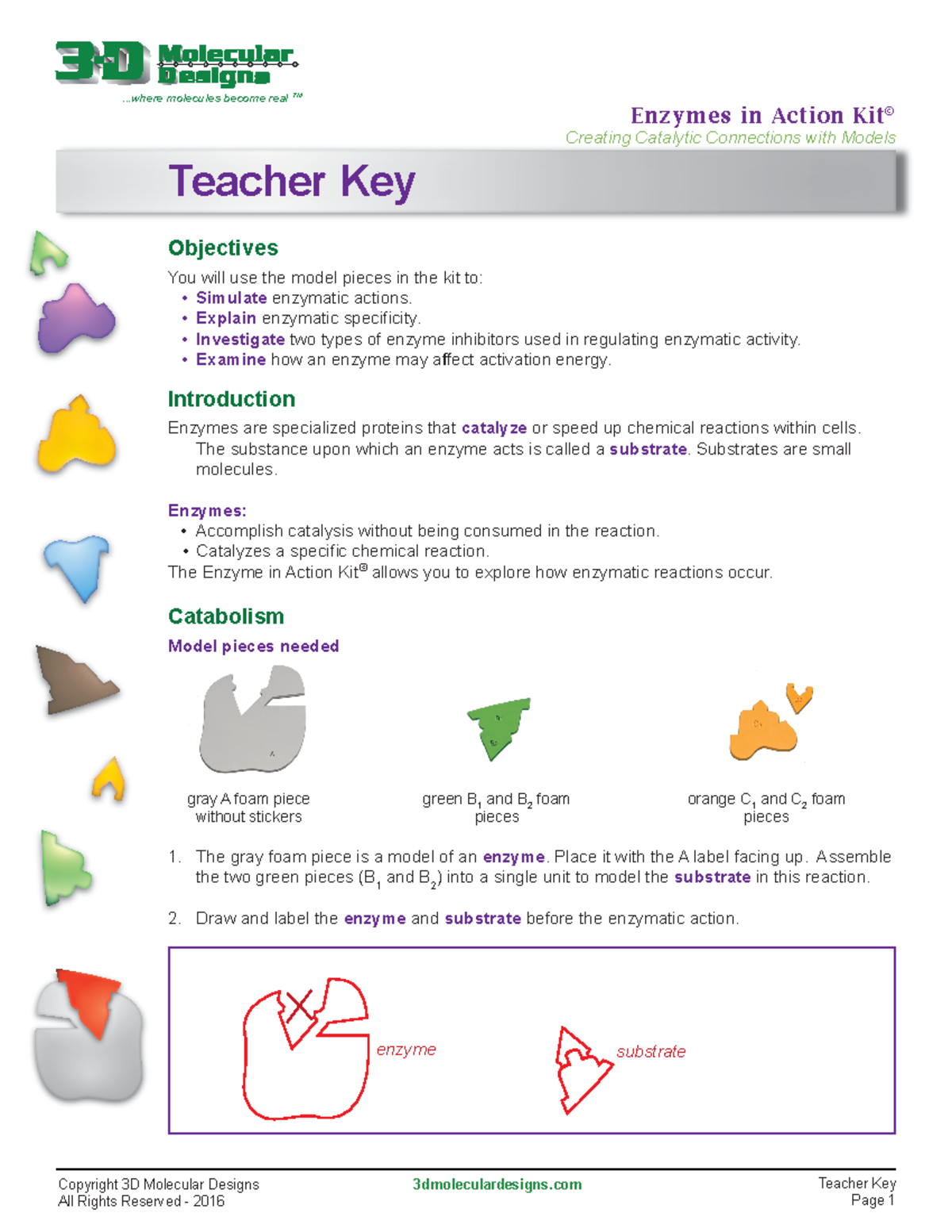 enzyme-teachers-key-for-web-1-copyright-3d-molecular-designs