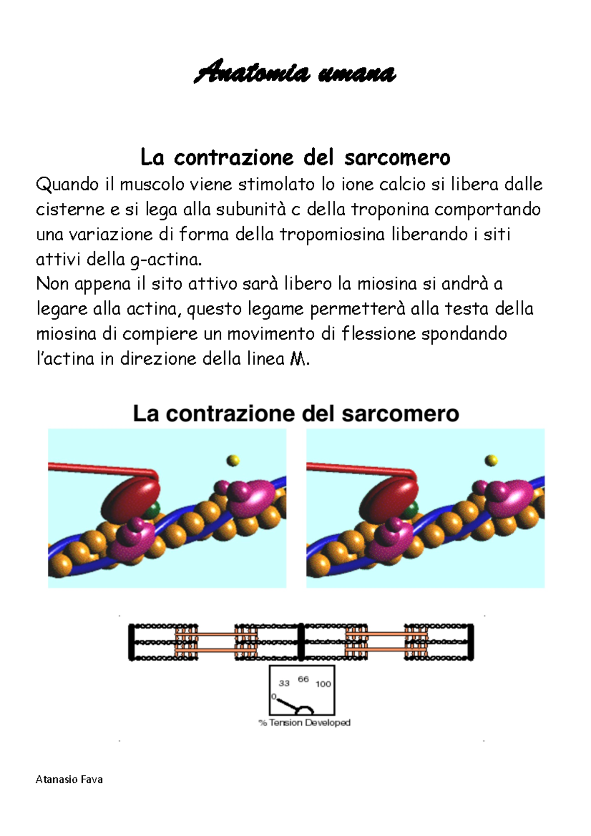 La Contrazione Del Sarcomero - Anatomia Umana La Contrazione Del ...